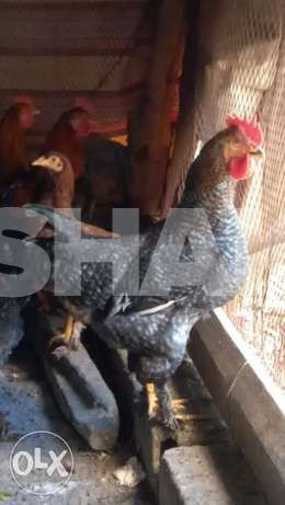 ديكين رزيات عمر ٦ أشهر ب ٨٠ الف