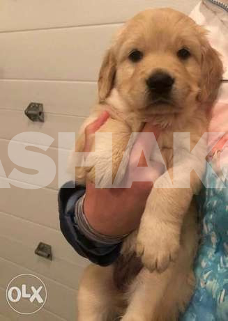 GoldenRetriever/gold