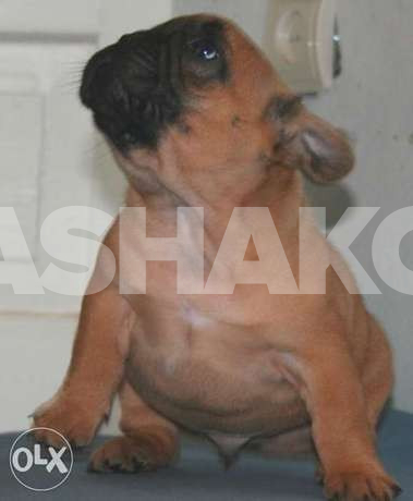 French.bull.dog