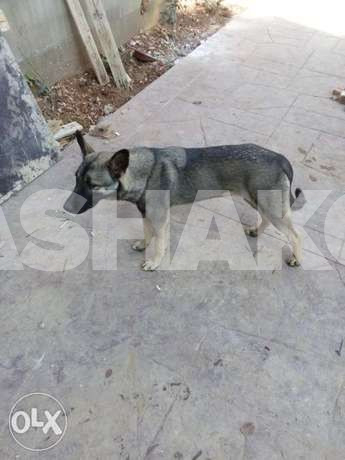 German shepherd mixed million