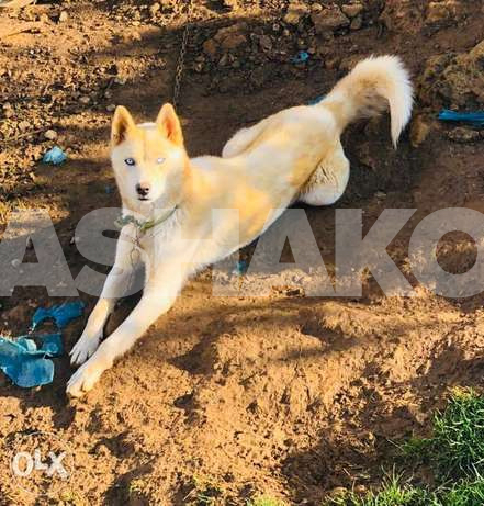hasky