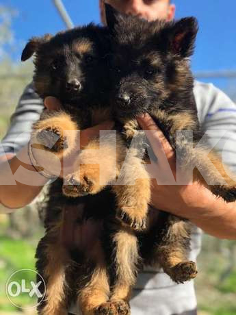 Gsd Puppies 1 Image