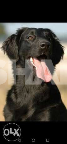 Black retriever