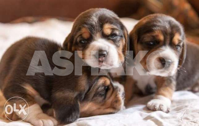 imported beagle from ukraine
