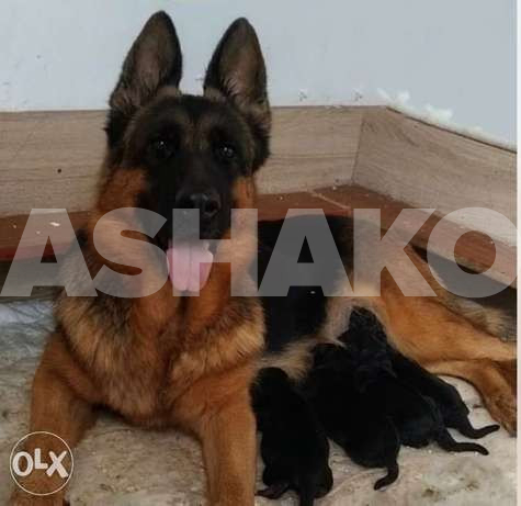 German puppies are available