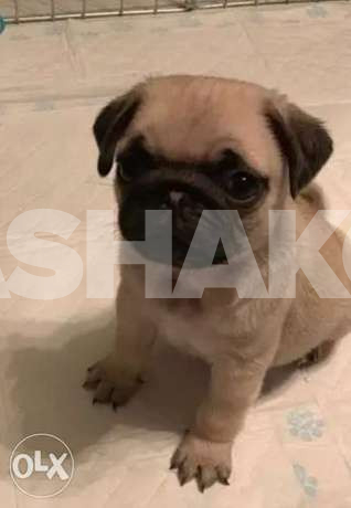 imported Pug puppies