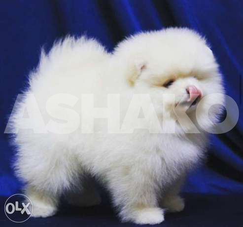 BestPomeranianEver