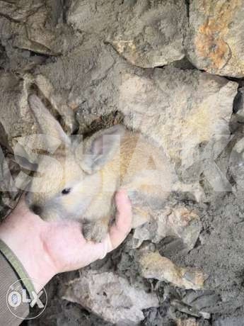 Rabbits new borns 1. 5 month