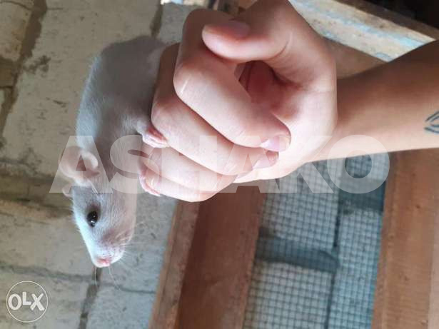 Rats for sale