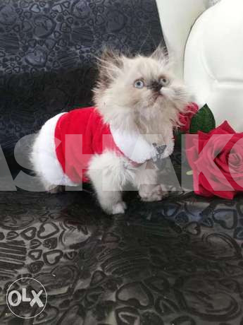 The himalayan Cat is the best Gift for you