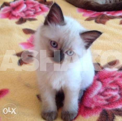 Siamese kitten