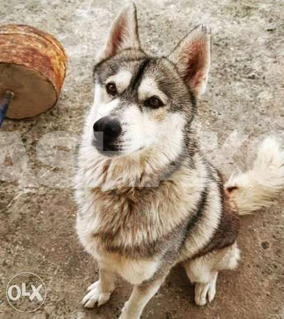 Husky 7 months