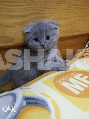 Scotish kitten
