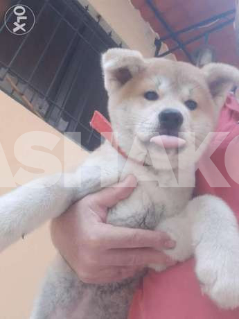 Japanese Akita puppy