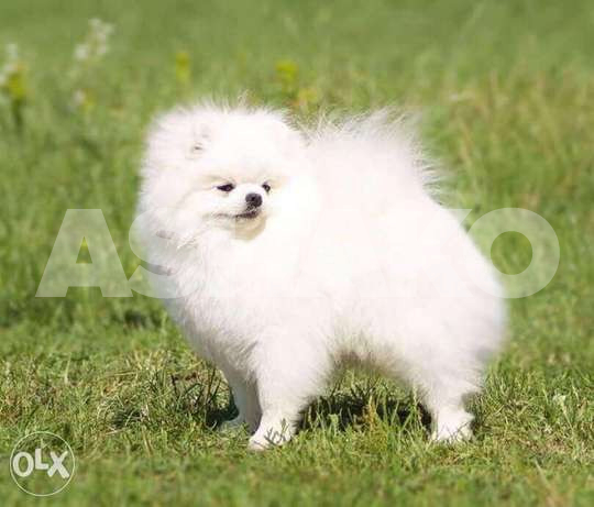 pomeranian bear type ( BOO )