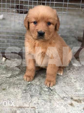 Golden retriever puppy available