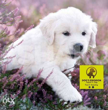 Golden retriever