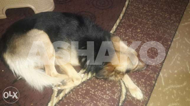 Lovely and sweet heart dog