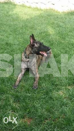 Profissional Dog Training