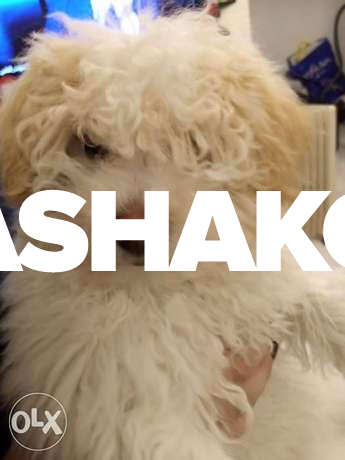 Bichon for sale