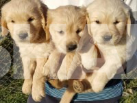 Beautiful Golden Retriever Puppies 1 Image