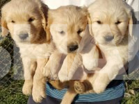Beautiful Golden Retriever Puppies