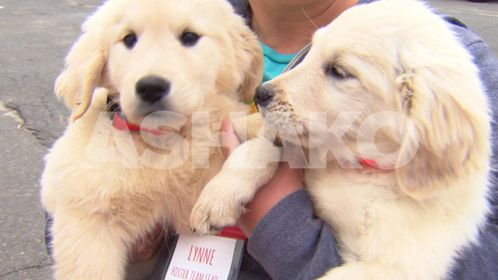 Beautiful Golden Retriever Puppies 2 Image