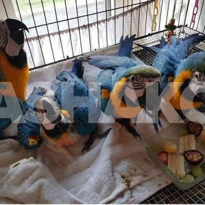 Blue and Gold Macaw for sale