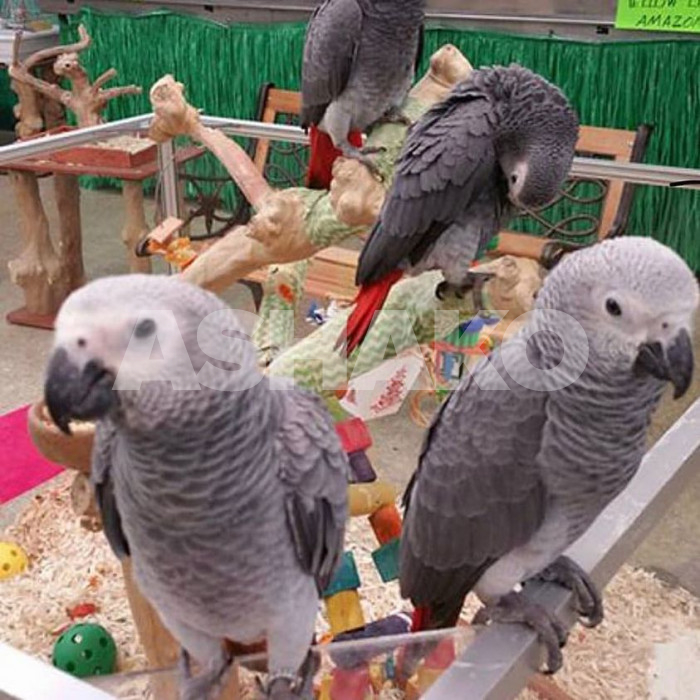 Congo African Grey Parrots
