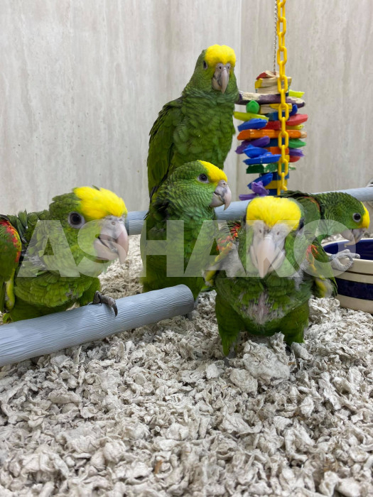 Double Yellow-Headed Amazon Parrots 1 Image