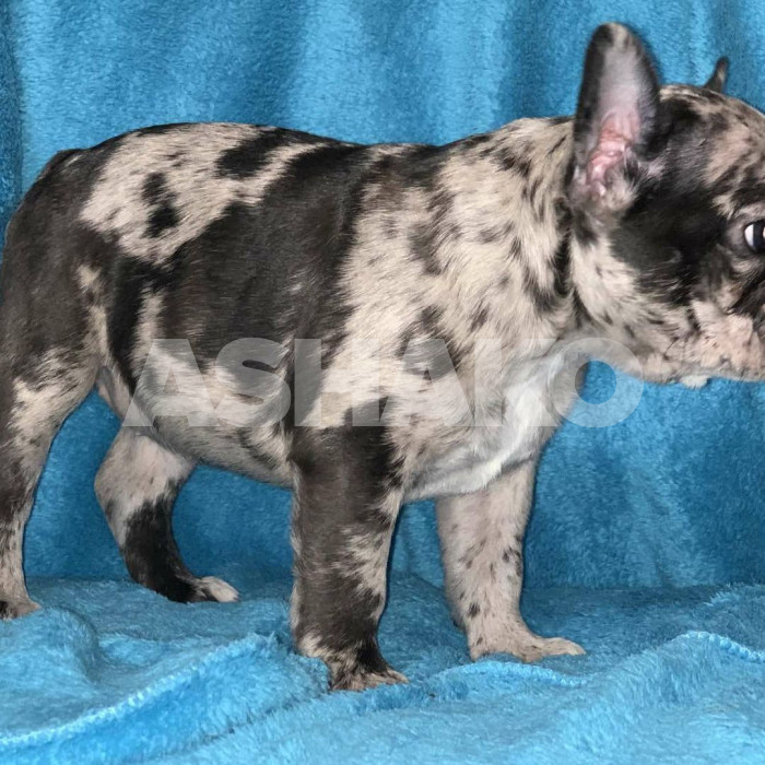 Female Frenchie 2 Image