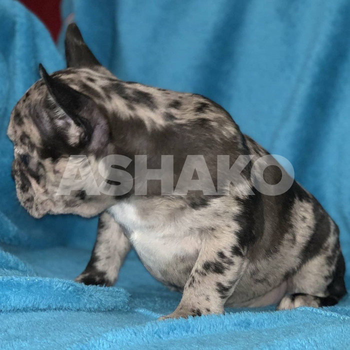 Female Frenchie 3 Image