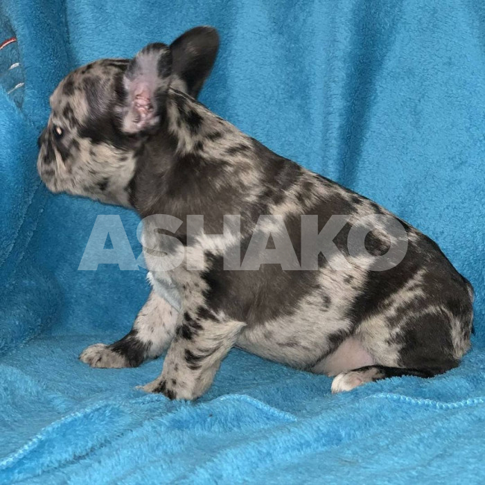 Female frenchie
