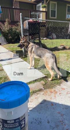 Future AKC Working Line German Shepherd Litter