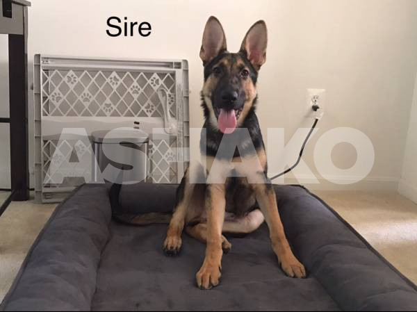 Future Akc Working Line German Shepherd Litter 2 Image