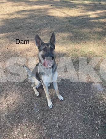 Future Akc Working Line German Shepherd Litter 3 Image