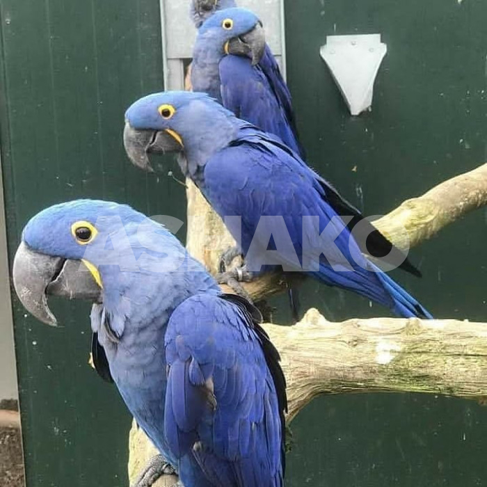 Hyacinth Macaw