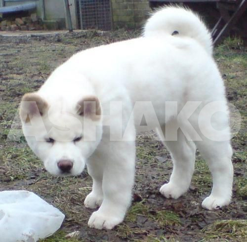 I want to sell my akita