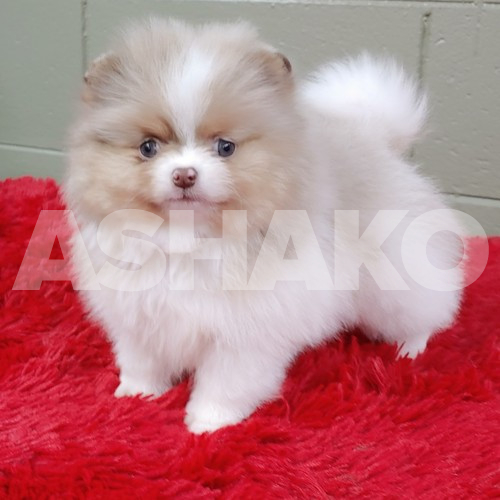 lovely pomeraiana for sale