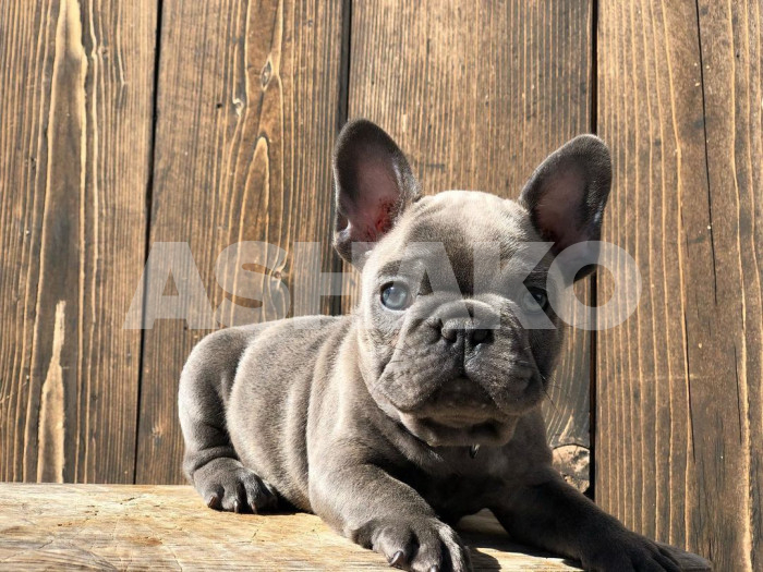 Male French bulldog
