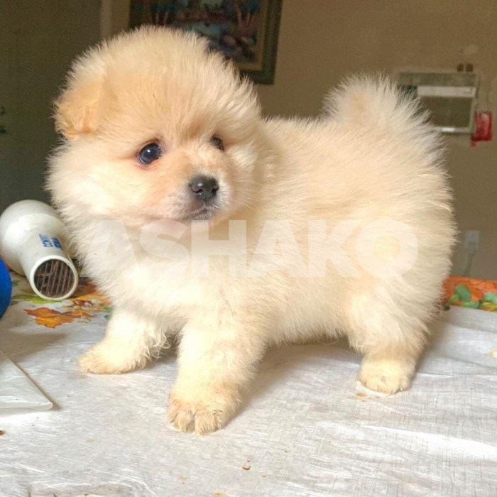 Pomeranian 2 Image