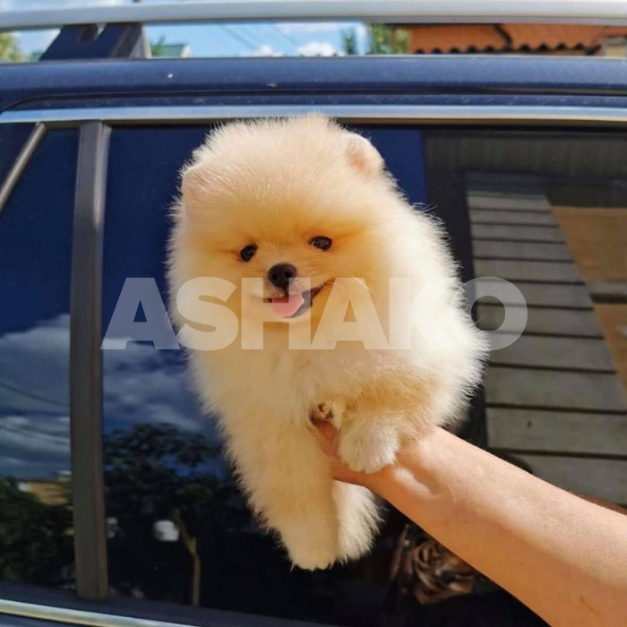 Pomeranian 3 Image