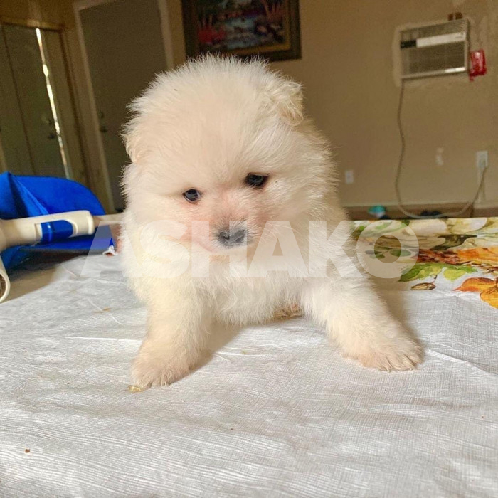 Pomeranian