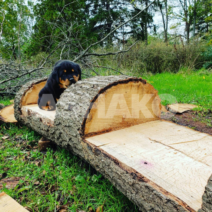 Purebred German Rottweiler Puppy 2 Image