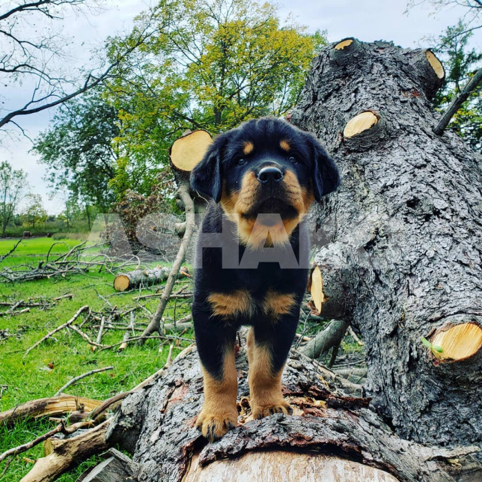 Purebred German Rottweiler Puppy 3 Image