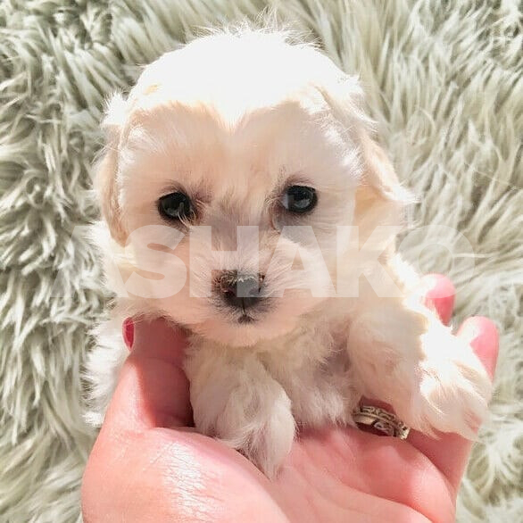 Shih tzu puppy female