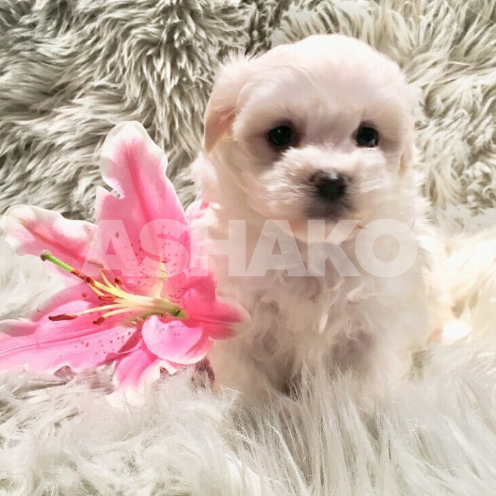 Shih Tzu Puppy Female 2 Image