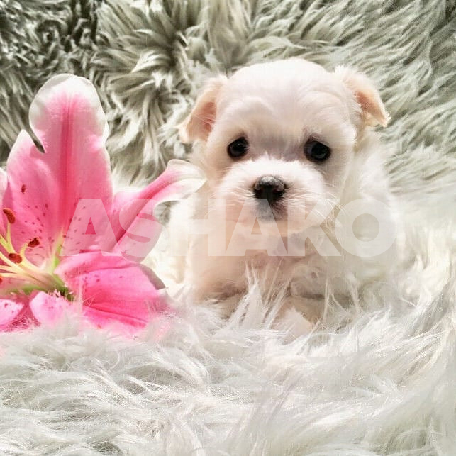 Shih Tzu Puppy Female 3 Image
