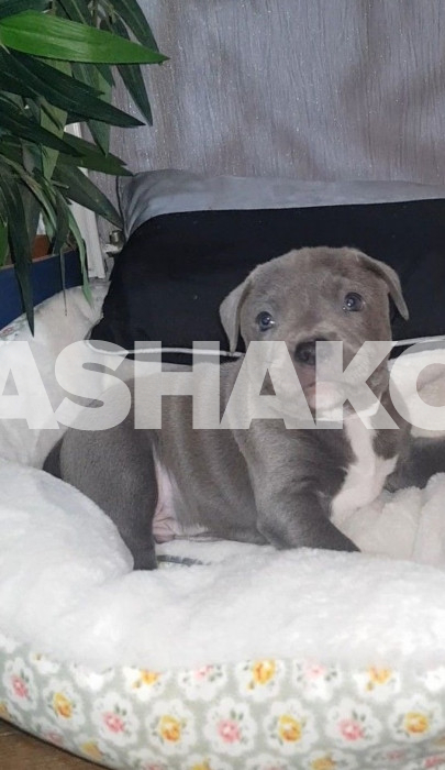 Staffordshire Bull Terriers Puppies 2 Image