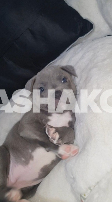 Staffordshire Bull Terriers Puppies 1 Image